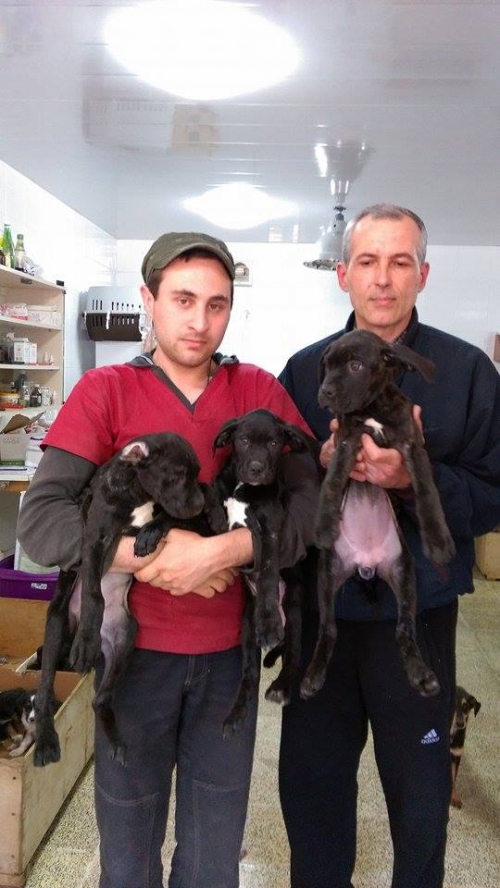 კანე კორსო უსახელო