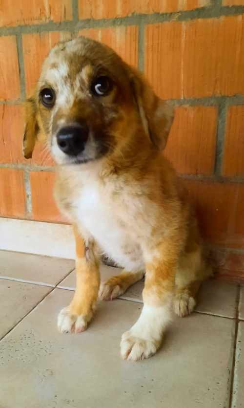 მეტისი გლდანი ჯანჯღავას ქჩ 4 ბ