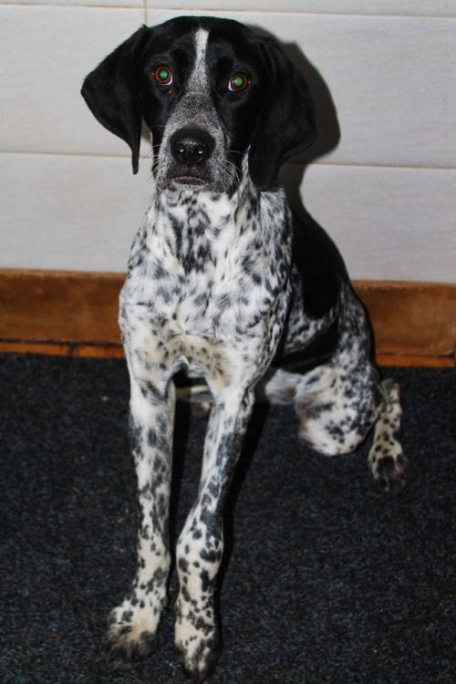 კურცხაარი უსახელო