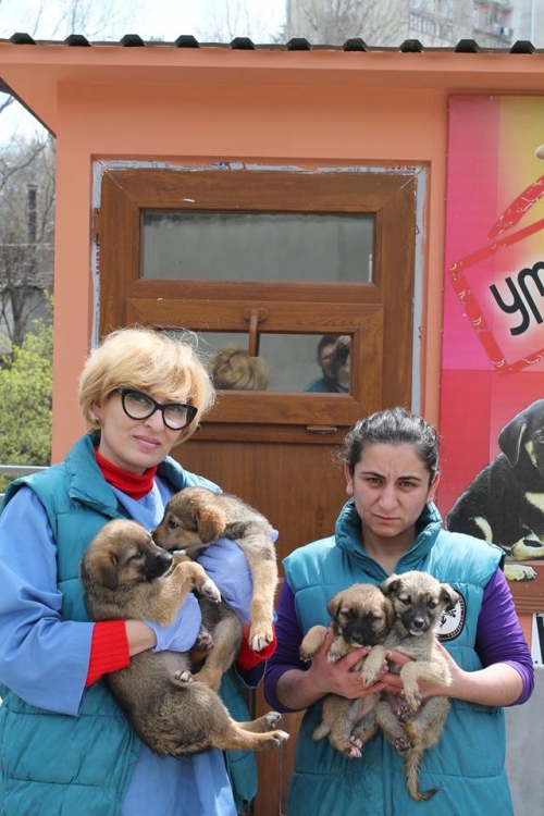 მეტისის ლეკვები უსახელო