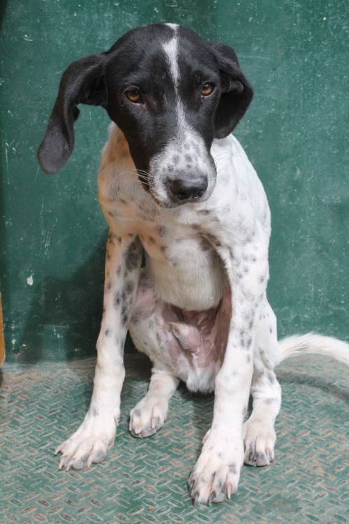 პოინტერის მეტისი ლაქი