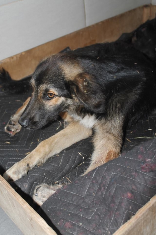 გერმანული ნაგაზის მეტისი უსახელო