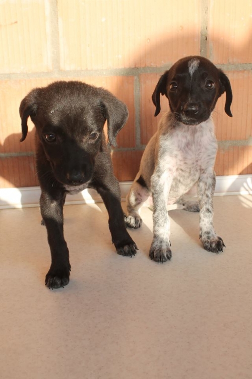 მეტისის ლეკვები უსახელო