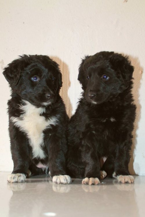 ბალონკის მეტისი უსახელო