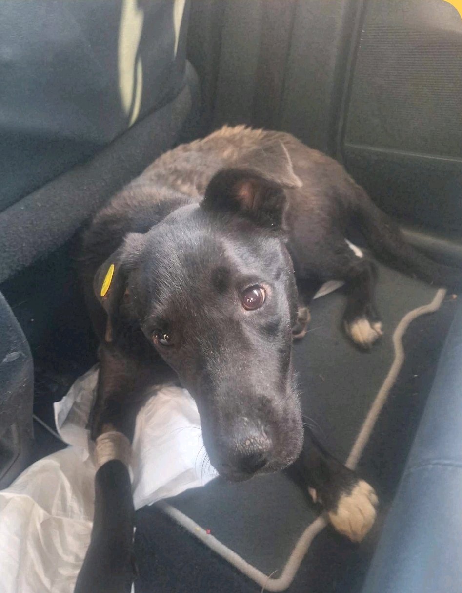 მეტისი. კოსტავა