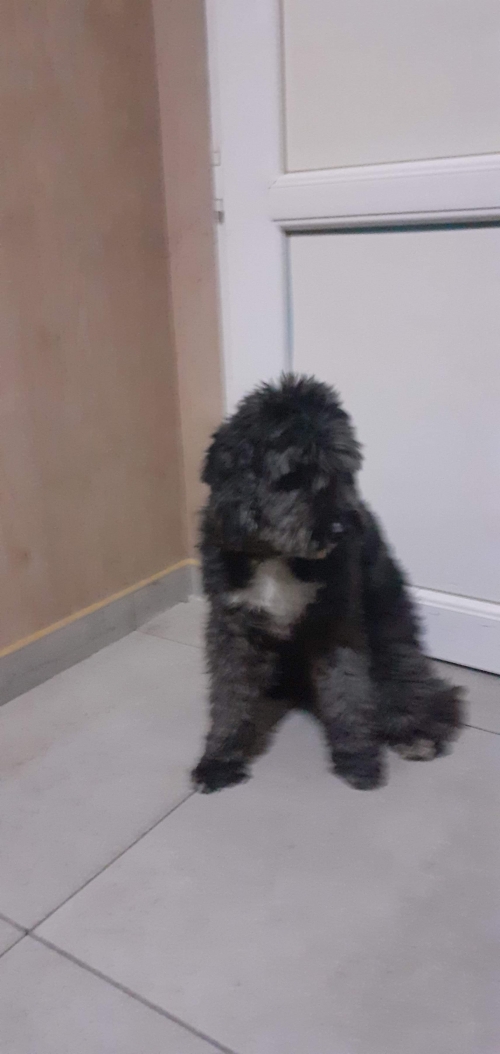 ბალონკა უსახელო