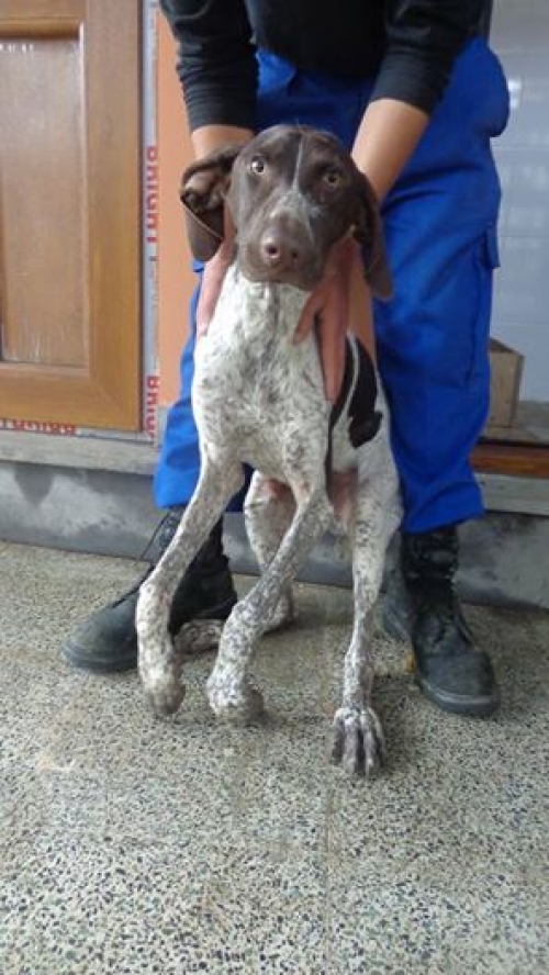 კურცხაარი ტობი