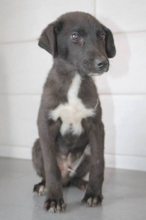 მეტისი უსახელო