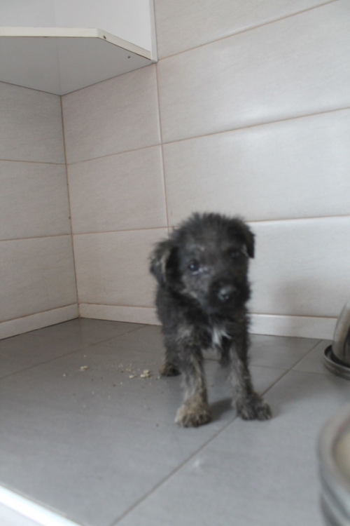 მეტისი უსახელო