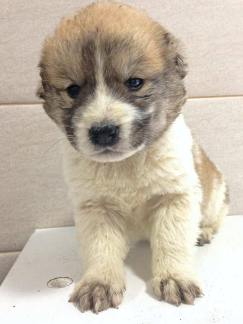 მეტისი უსახელო