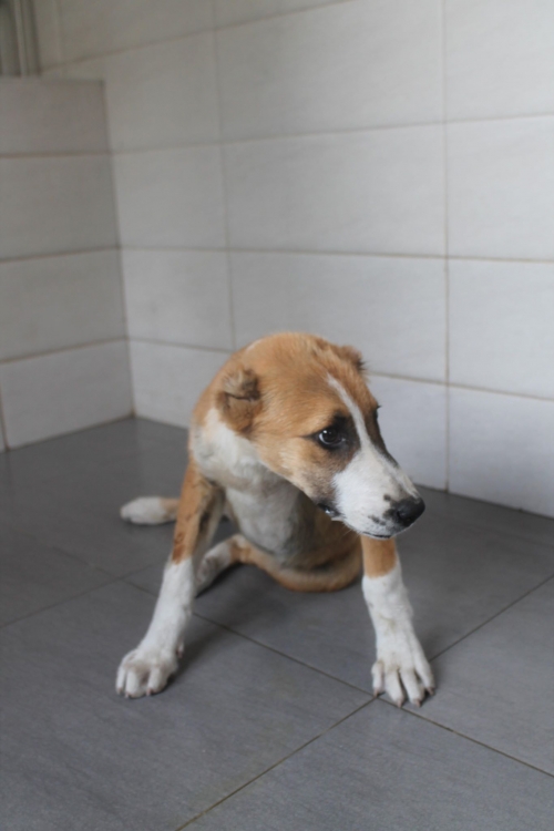 ქართული ქოფაკი უსახელო