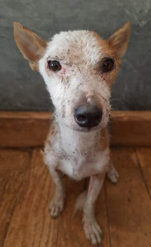 მეტისი მარიამ რუაძე მოიყვანა