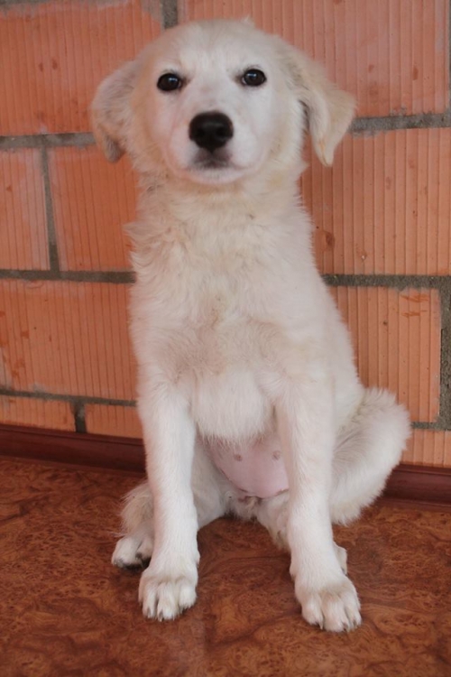 ქართული ქოფაკი ბელკა