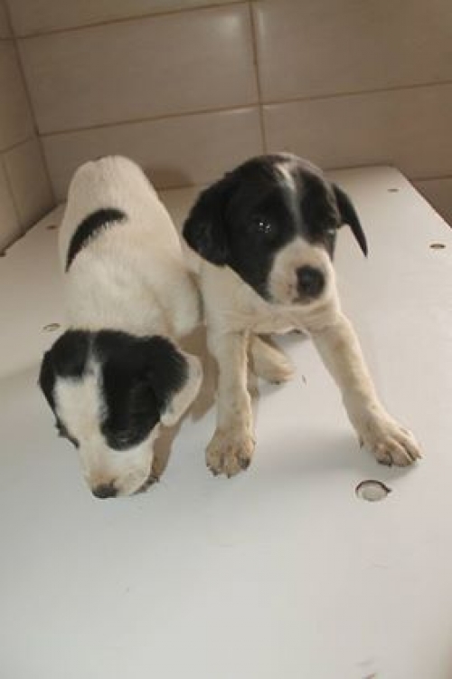 მეტისი უსახელო