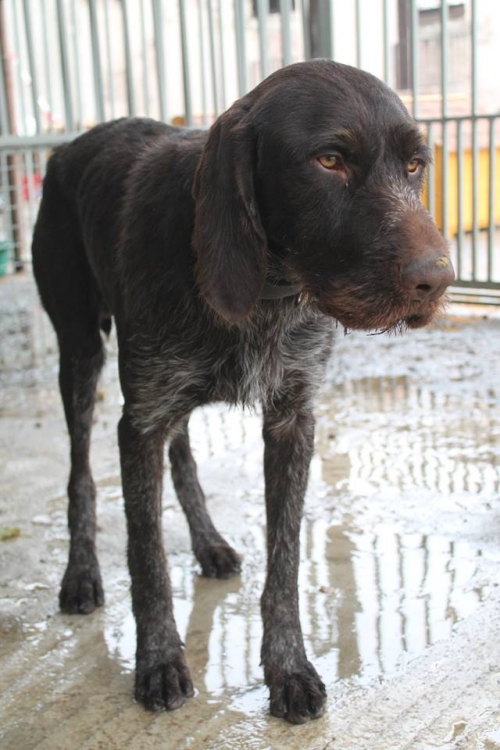 დრათხარი უსახელო