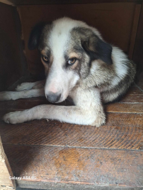 მეტისი ბულაჩაური