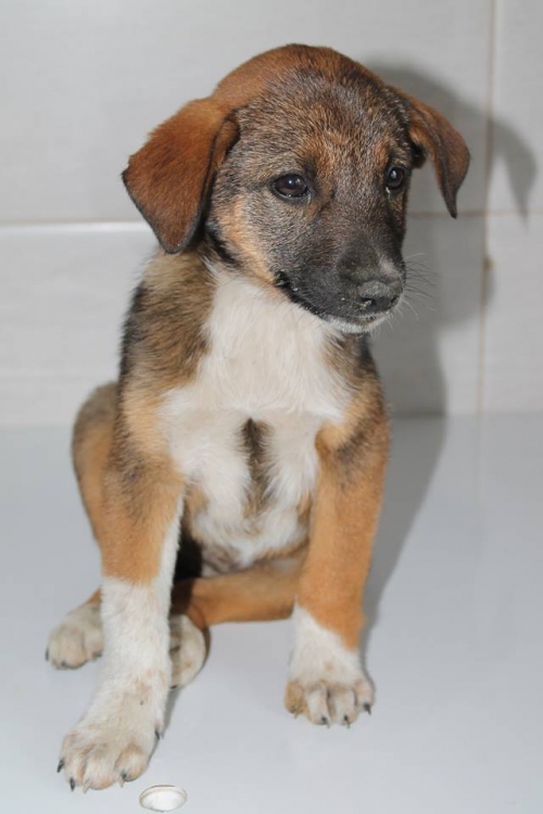 მეტისი უსახელო