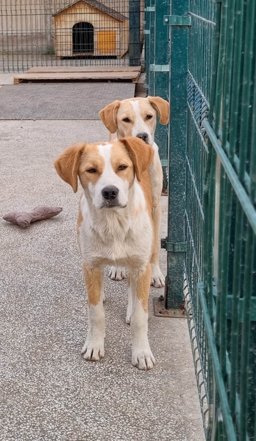 მეტისი ორივე ძაღლი ნაპოვნია თავშესაფრის კარებთან