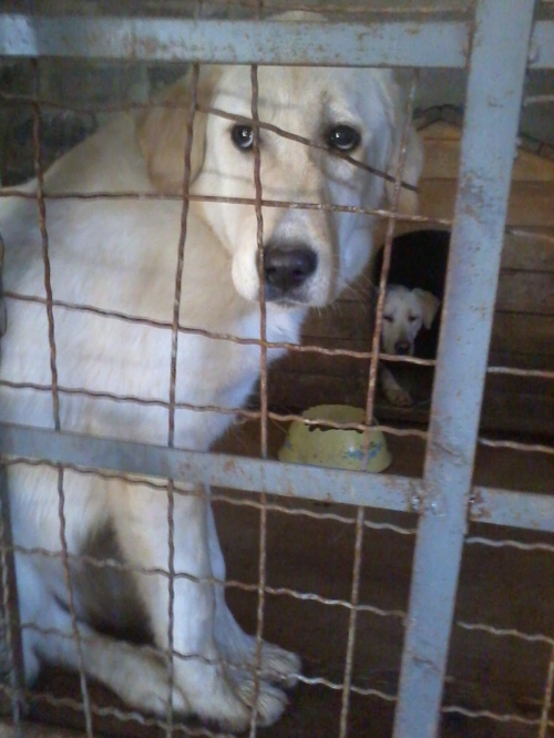 მეტისი ლესი