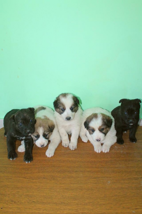 მეტისის ლეკვები უსახელო