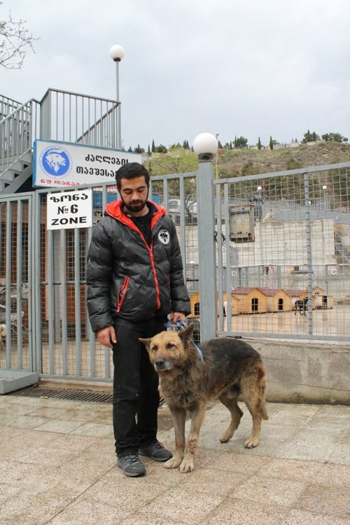 გერმანული ნაგაზი უსახელო