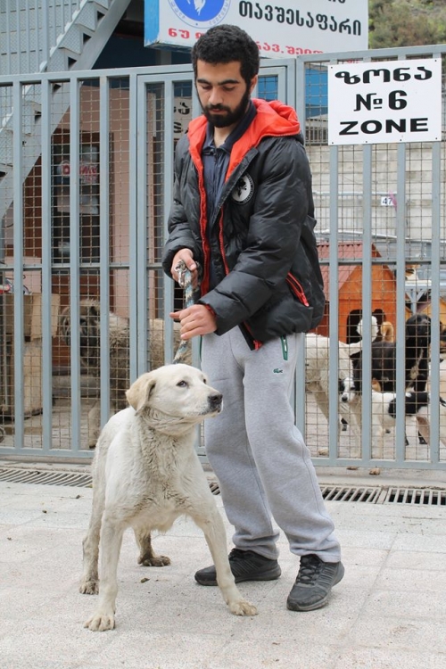 მეტისი ბელკა