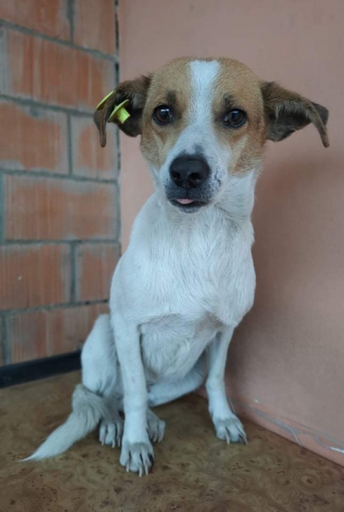 მეტისი მაილო