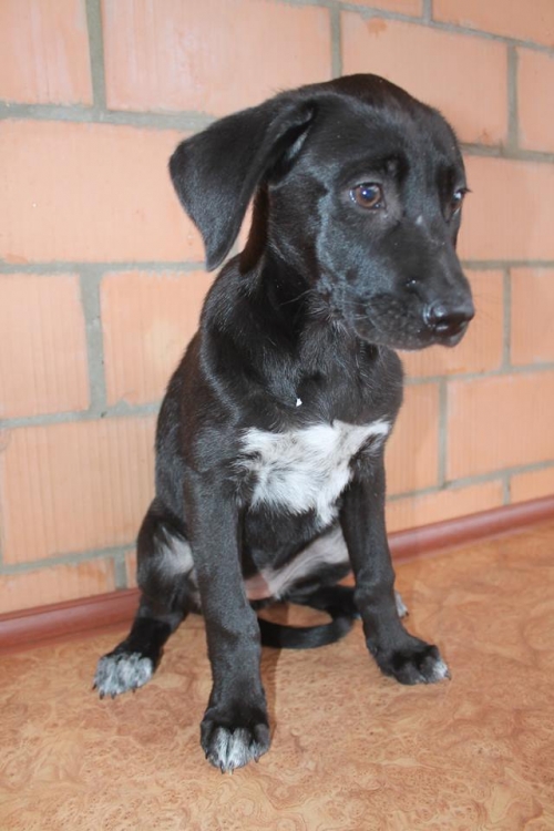 ლაბრადორის მეტისი ჩორნა