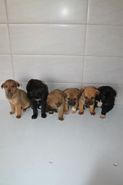 მეტისის ლეკვები უსახელო