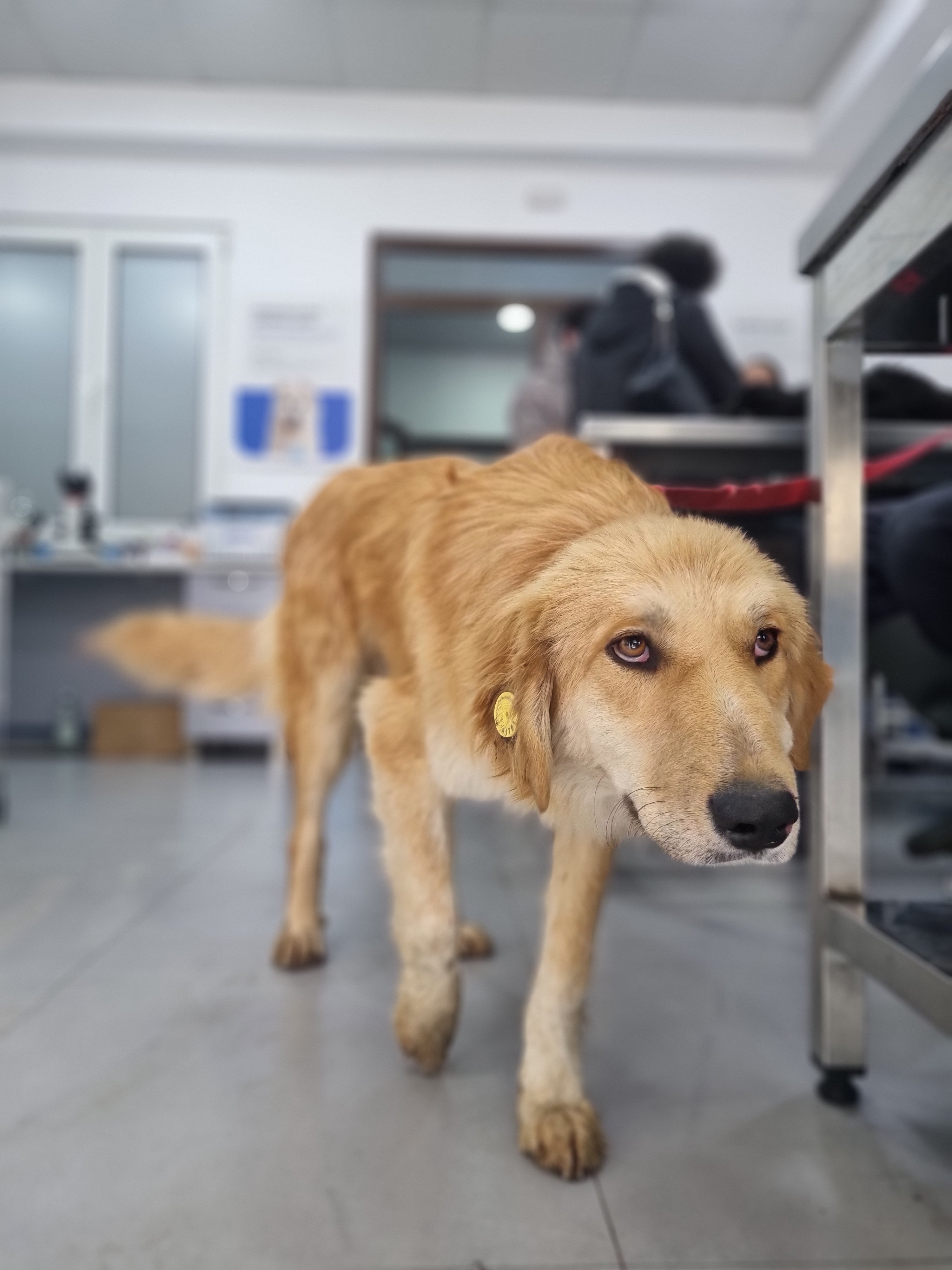 მეტისი. ბენდუქიძის დასახლება