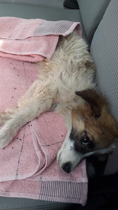 მეტისი უსახელო