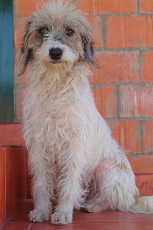 ბალონკა მიკი