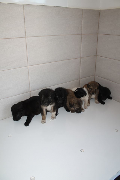 მეტისის ლეკვები უსახელო