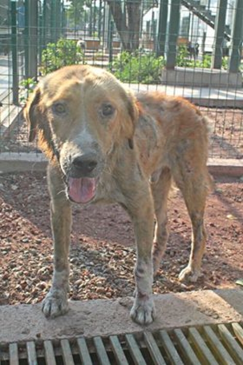 მეტისი უსახელო