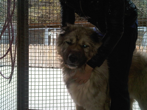 * გაჩუქებულები ბომბორა