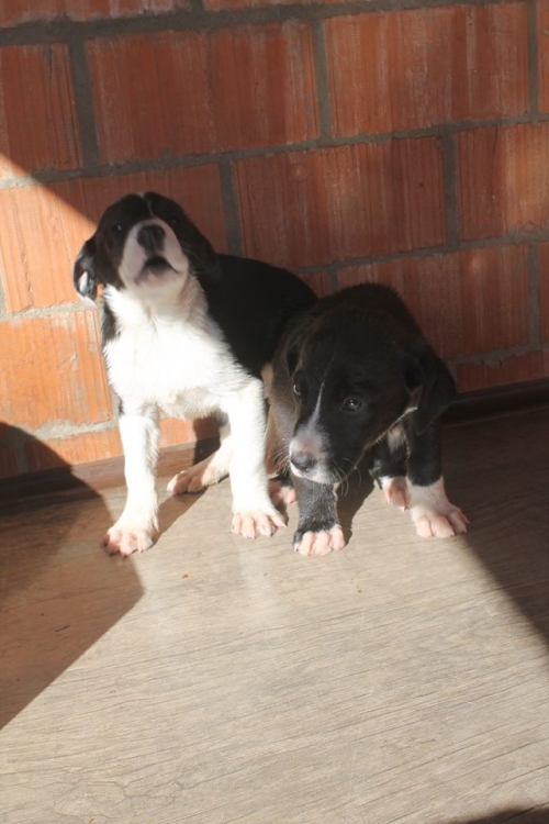 მეტისი უსახელო