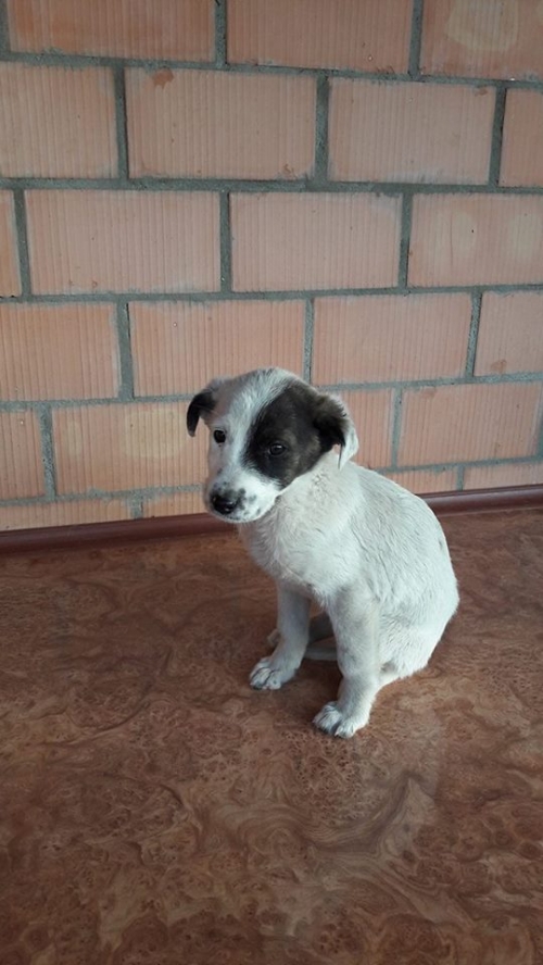 მეტისი უსახელო