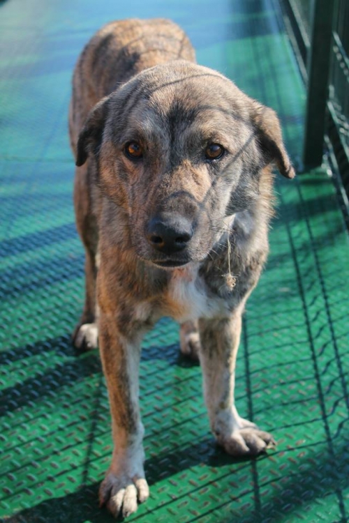 მეტისი უსახელო