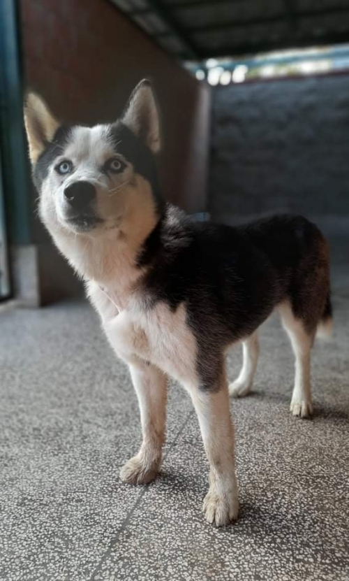 ლაიკა ქ.რუსთავი მეგობრობის ქუჩა