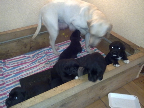 მეტისი ლაბრადორის მეტისი ლეკვები