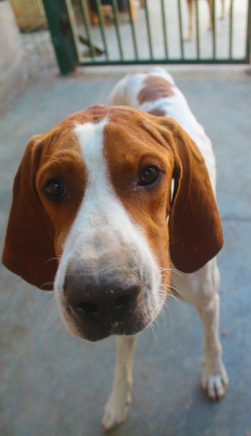 პოინტერი რექსი