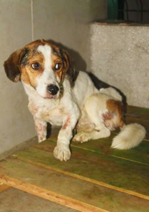 მეტისი უსახელო