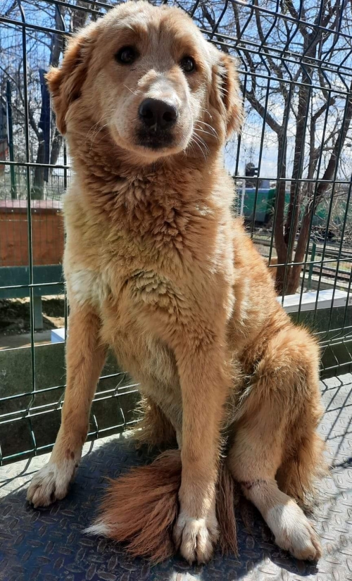 მეტისი ჩოტკა