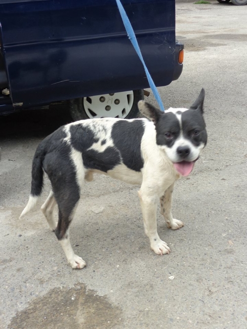 პიტი უსახელო