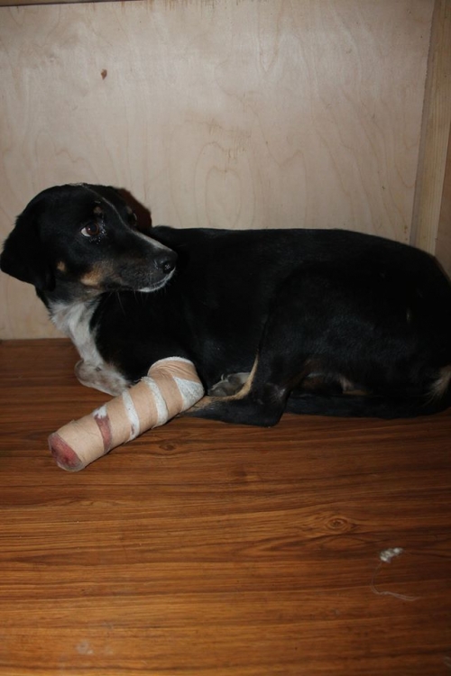 მეტისი უსახელო