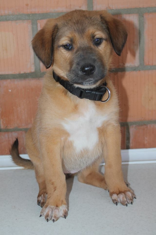 ქართული ქოფაკი უსახელო