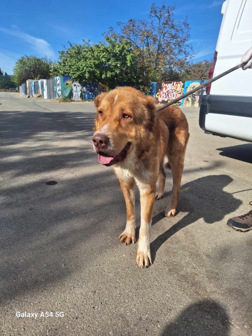 ქართული ნაგაზი გადმოყვანილია მუნიციპალური თავშესაფრიდან