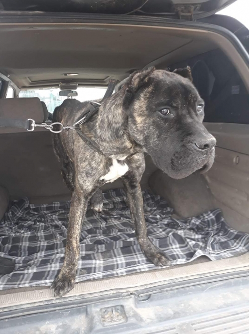 კანე კორსო გრაფი