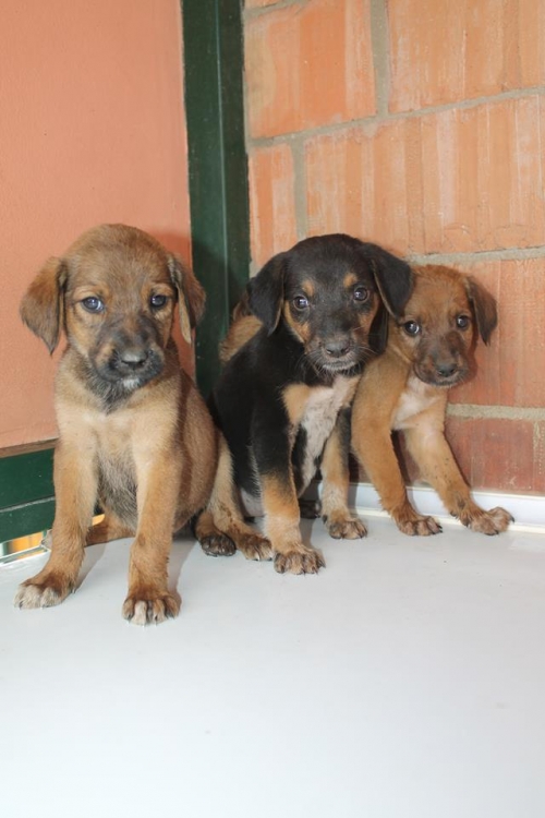 მეტისის ლეკვები უსახელო