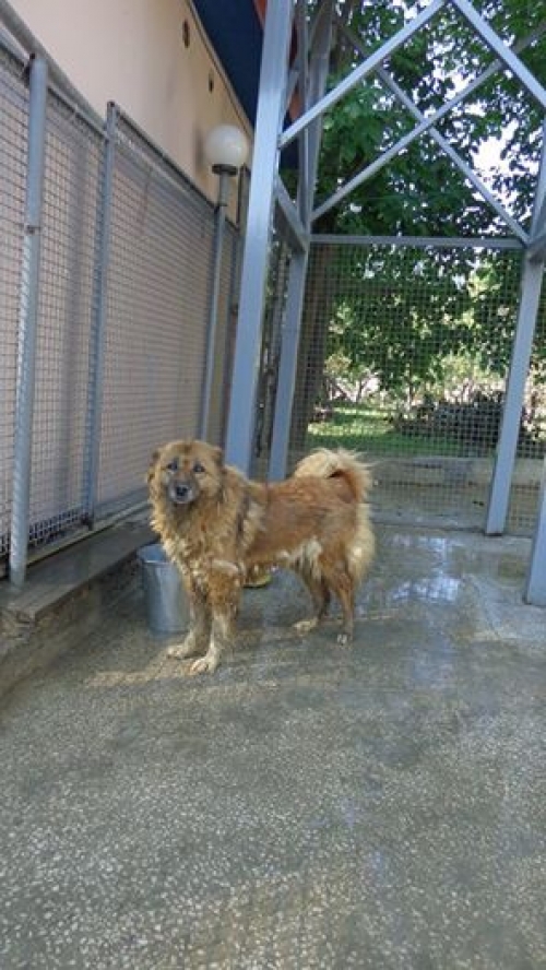 ქართული ქოფაკი უსახელო